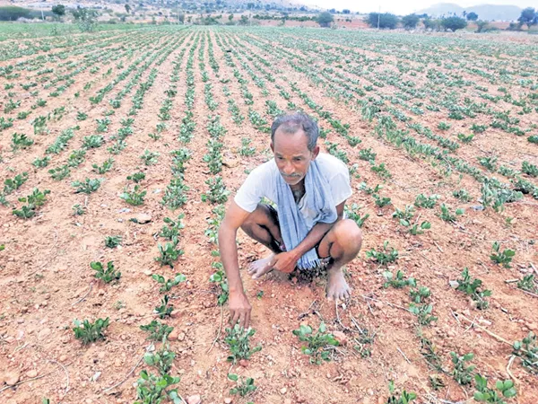 Food grain yield was decreased - Sakshi