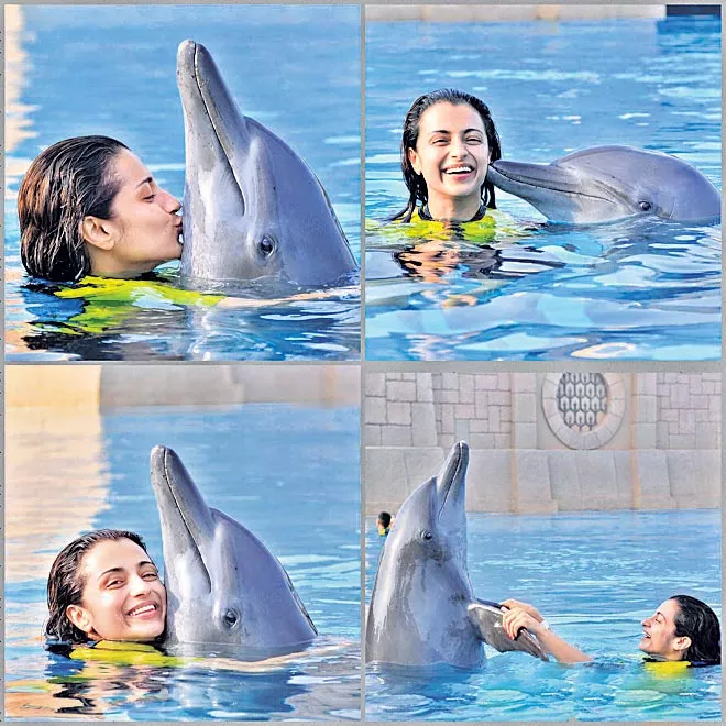 Trisha Krishnan for posting a picture with a dolphin - Sakshi