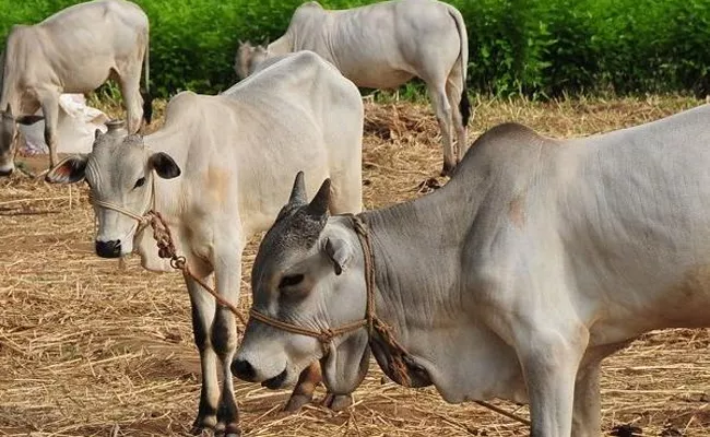 RSS Backed Lab To Sell Cow Dung Soaps, Modi & Yogi kurtas  - Sakshi