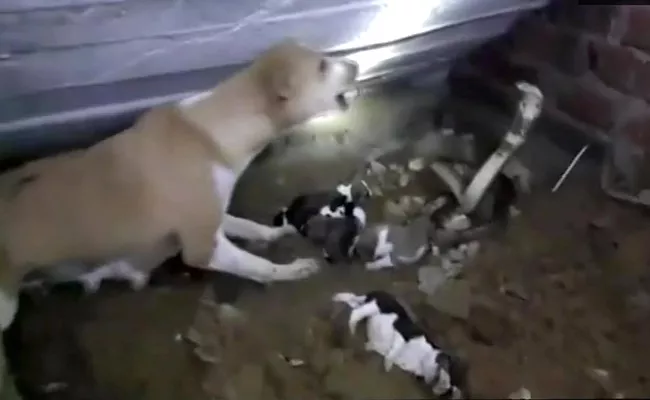 Cobra Attacking A Dog's Puppies Caught On Tape In Odisha Bhadrak - Sakshi