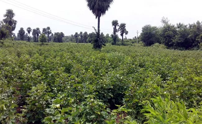 Full Rains In Nalgonda Happy To Farmers - Sakshi