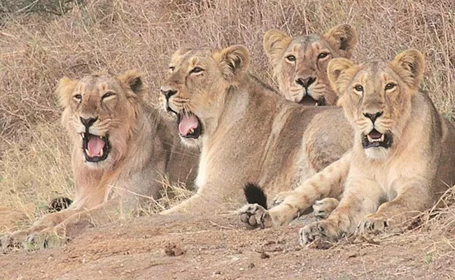 11 Lions Found Dead In Gir Forest Gujarat - Sakshi