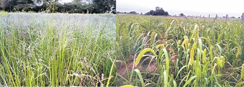 small grains Cereals can be sown anytime - Sakshi