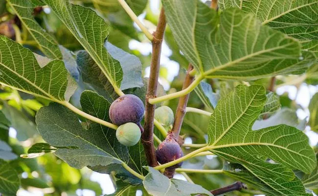 Body of Man Found After Fig Tree Grows Out of His Stomach - Sakshi