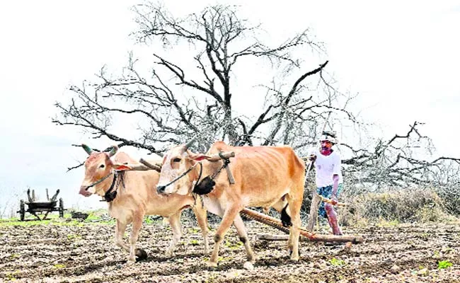 Rabi Season Is Start In Adilabad - Sakshi