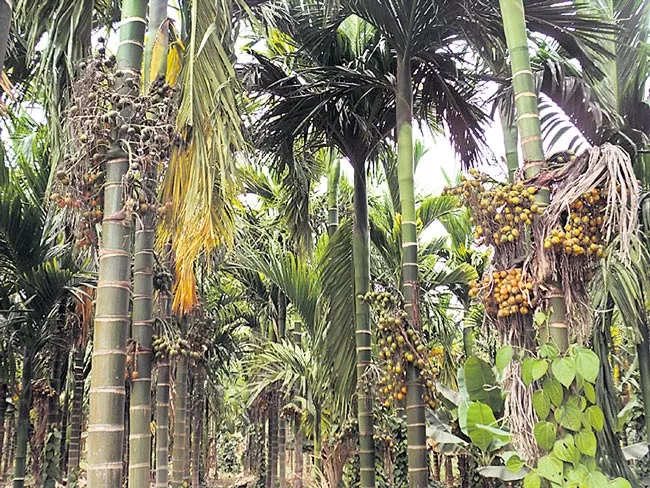 Areca palm of income - Sakshi