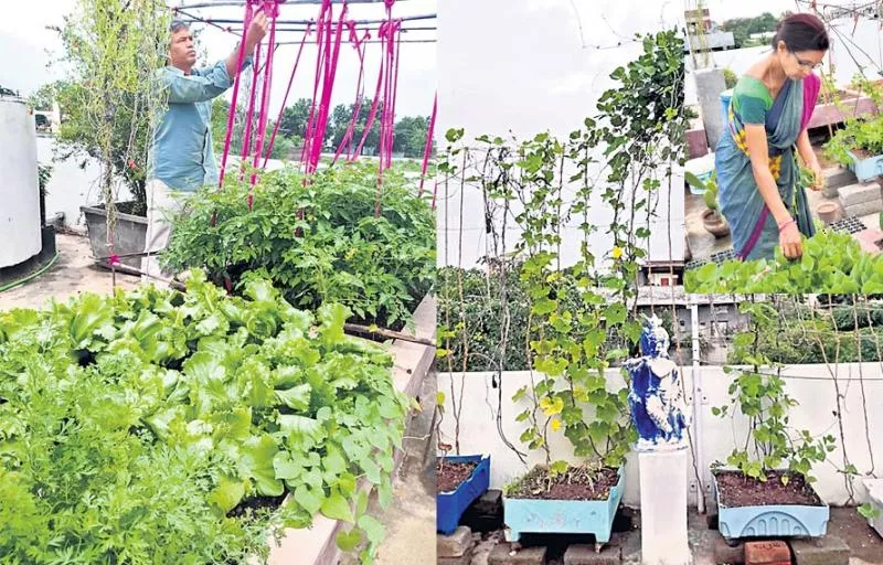 Cultivation of home crops of Green leafy vegetables - Sakshi