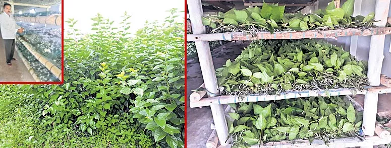 Organic farming in mulberry for sustainable silk production - Sakshi