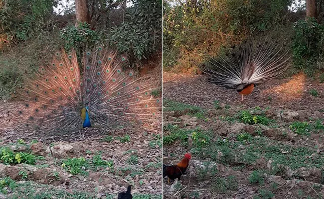 Peacock Died After Dance In Chittoor - Sakshi