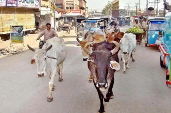 Cattle Collection Program In Rangareddy - Sakshi