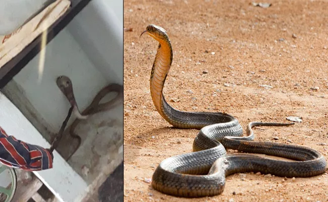 Big snake Found In YSR District - Sakshi