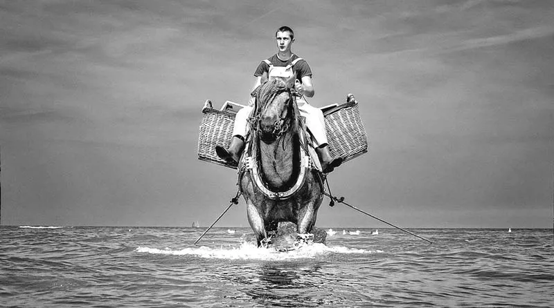 Shrimp fishing on horseback in Oostduinkerke - Sakshi