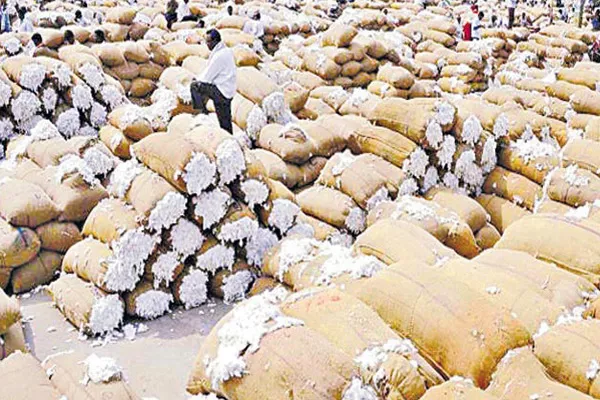 Farmers worry on Cotton yield - Sakshi