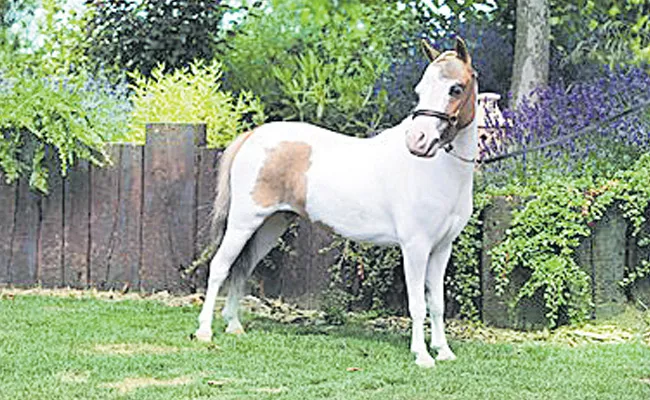 Indian Origin Visually Impaired Salim Patel To Get Guide Horse In UK - Sakshi