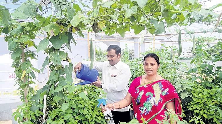 Vegetables and celery cultivation with home harvesting - Sakshi