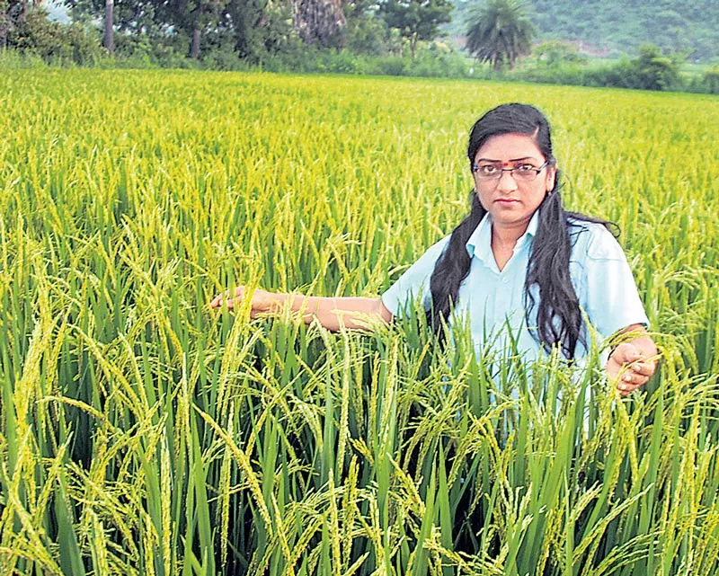 Nature of agriculture is to convert barren walnut - Sakshi