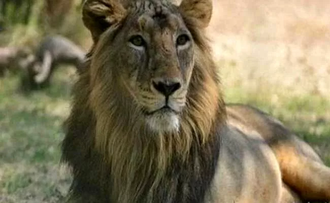 21 Asiatic lions dead in Gujarat's Gir forest - Sakshi