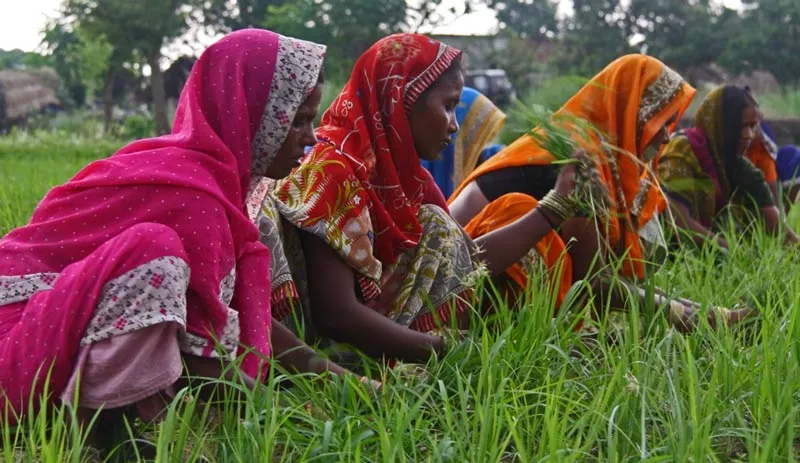 Center release on womens working in Agriculture sector - Sakshi