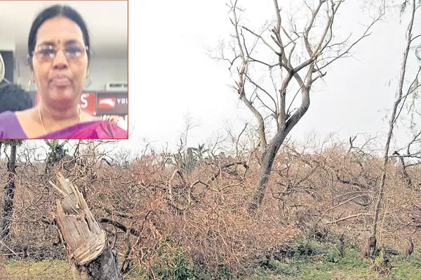 74 thousand acres of cashew nuts gardens was collapsed at Uddanam - Sakshi