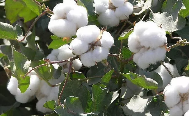 Agriculture Marketing Officials Announced MSP Of Cotton - Sakshi