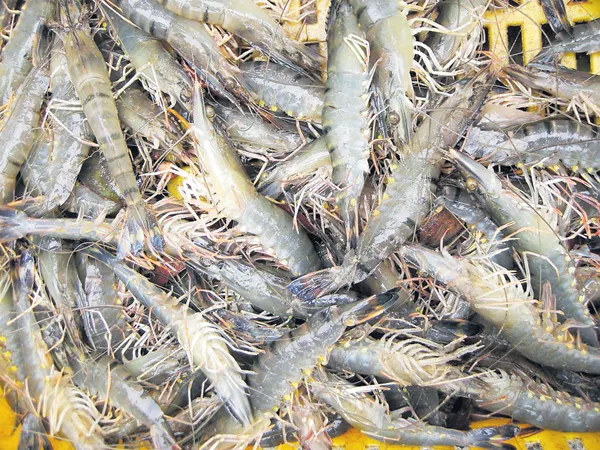 4 crore shrimp into reservoirs - Sakshi