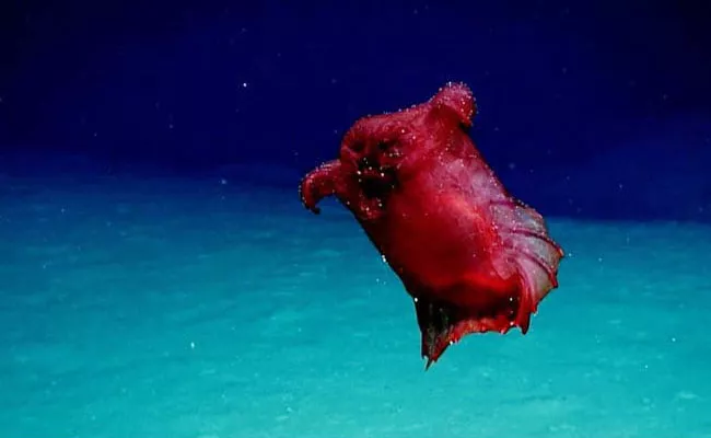 Headless Chicken Monster In The Antarctic Ocean Video Goes Viral - Sakshi