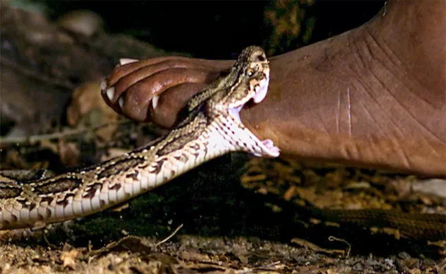 Snakebite Cases Hikes In YSR kadapa - Sakshi