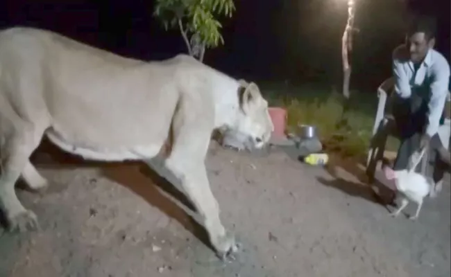 Watch Man Plays With Lion - Sakshi