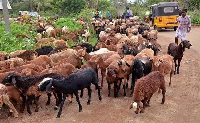 Sheep Distribution Scheme Is Fail Mahabubnagar - Sakshi