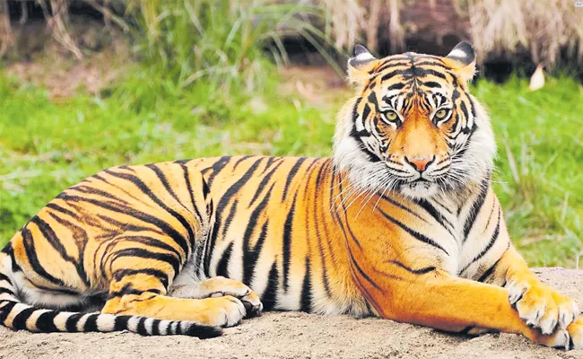 Decreasing Tiger Population - Sakshi