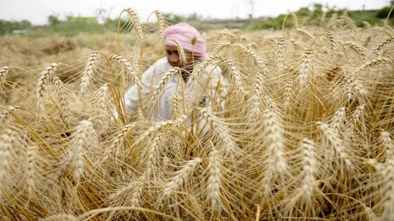 Cabinet Approves Proposal To Hike MSP On Rabi Crops - Sakshi