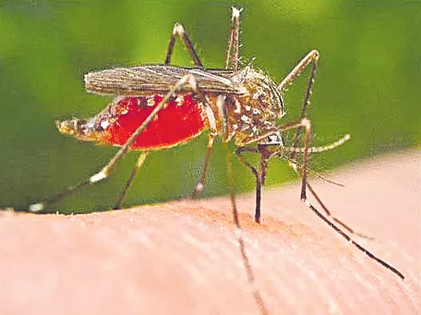 Malaria attack in the state - Sakshi