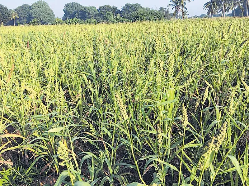 rainfall drought win a small grain crops - Sakshi