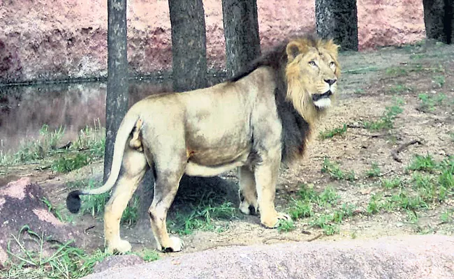 Male Lion Died In Nehru Zoological Park Hyderabad - Sakshi