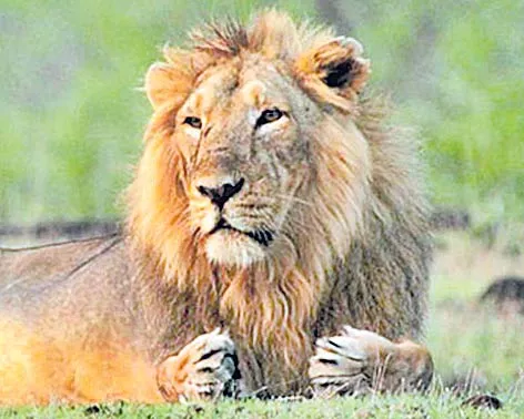 Mutated virus may have killed Gir lions - Sakshi