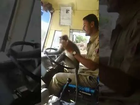 In Karnataka KSRTC Bus Driver Allows A Langur To Preched On Steering - Sakshi