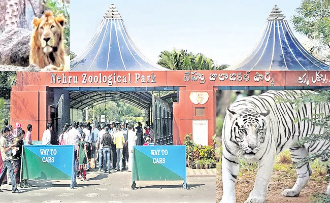 Nehru Zoological Park Foundation Day Special Story - Sakshi