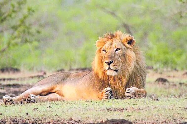 lions died with Disease - Sakshi