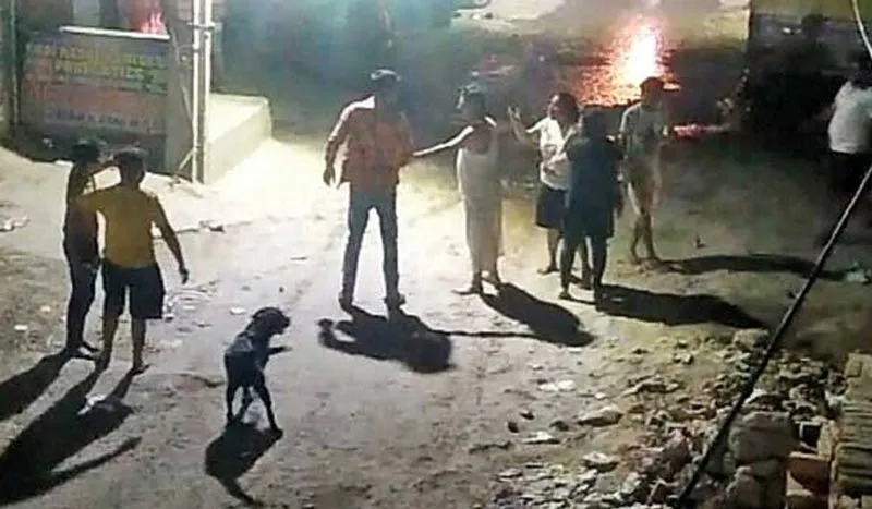 Man stabbed to death for refusing to say sorry to dog - Sakshi