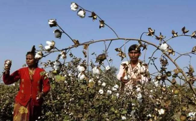 Cotton Purchase Centers Should Be Established - Sakshi