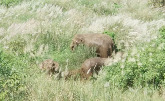 Elephants Settled In Narsipuram Ponds Srikakulam - Sakshi