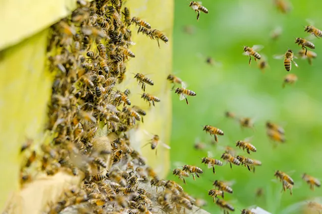 Students Are Bitten By Bee In Bheemili Carnival Festival - Sakshi