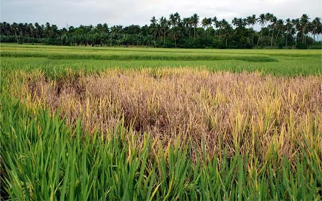 Mosquito Attack On Rice Crops Khammam - Sakshi