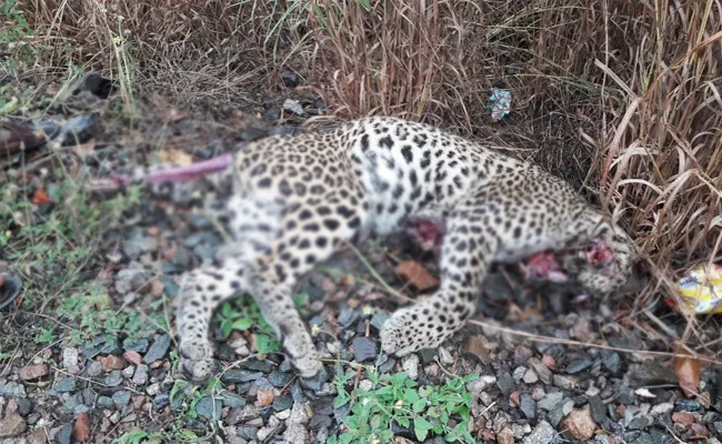 Leopard Died In Train Accident - Sakshi