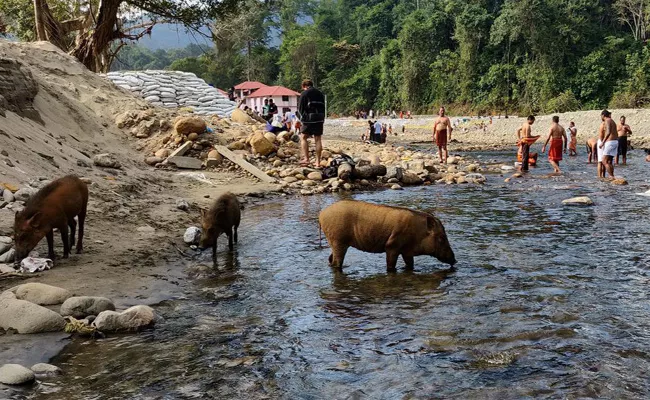 Environmental Crisis In Sabarimala - Sakshi