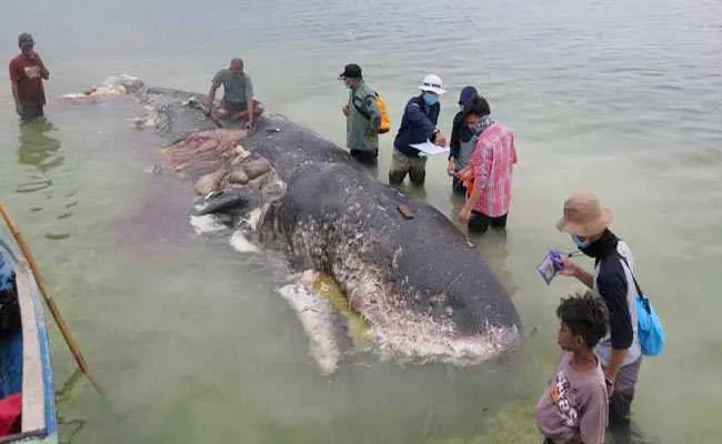 Whale Found Dead In Indonesia - Sakshi