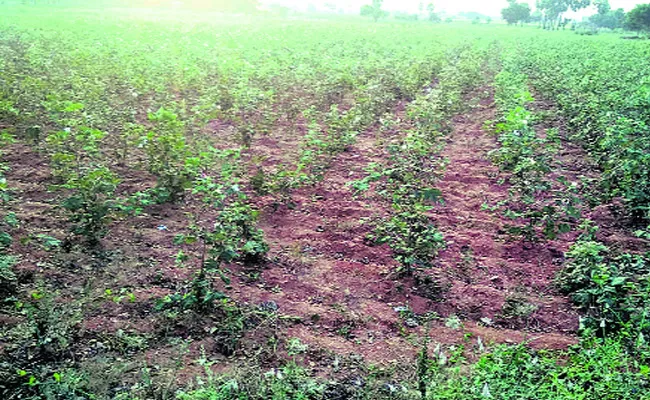 Mirchi Crop In Paleru - Sakshi