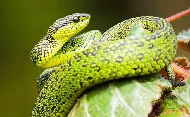 Man Arrested With Rare Snake Species In Bengal - Sakshi