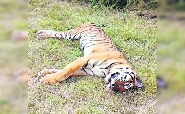 Tiger Died WIth Hungry In Karnataka - Sakshi