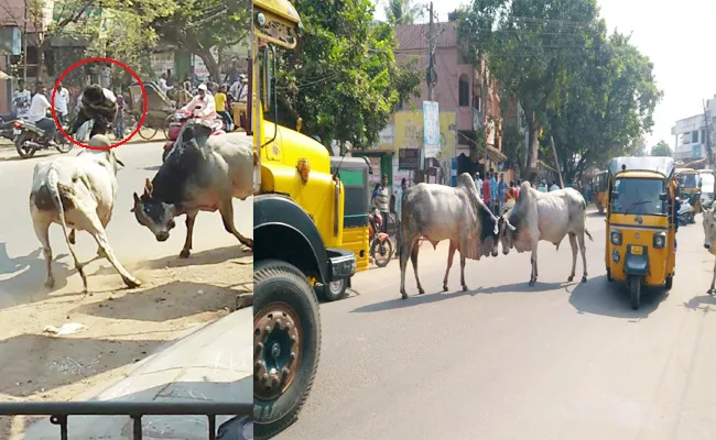 Bull Fighting in East Godvari Middle Road - Sakshi